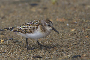  kleine Strandloper