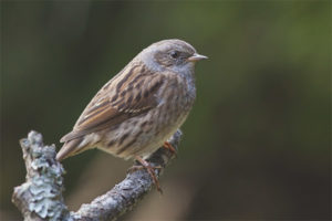  Forest Accentor