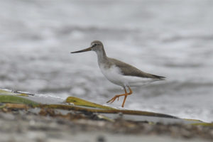  Терек Sandpiper