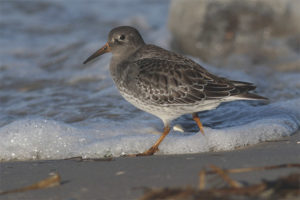  Zee strandloper