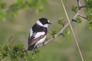  Collared Flycatcher