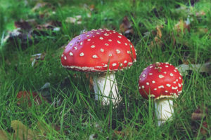  Amanita rood