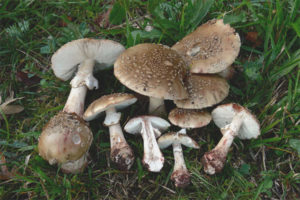  Szaro-różowy Amanita