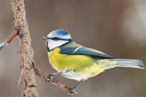  Gemeenschappelijke blauwe mees