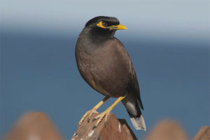  Gemeine Mynah