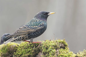  Gemeenschappelijke Starling