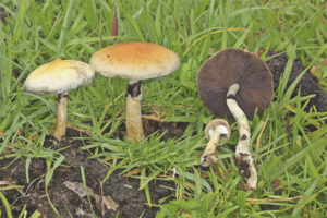  Psilocybe cubensis