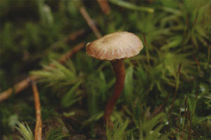  Psilocybe montana