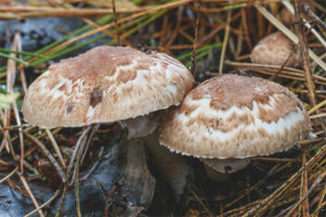  Forest Mushroom