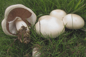  Field Mushroom