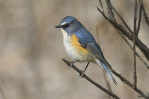  червено-фланкиран bluetail