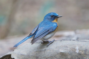  Blauer Fliegenschnäpper