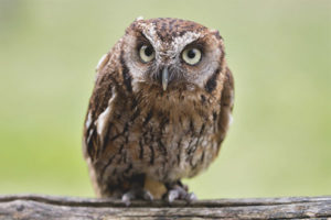  SCOPs Owl