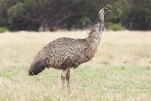  Emu щраус