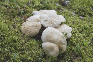  Polypore schapen