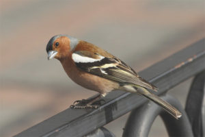  vink