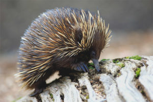  Australijska echidna