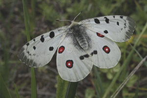  Apollo-Schmetterling