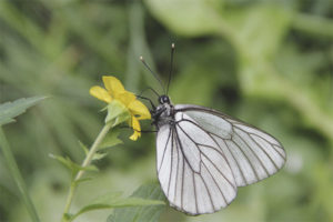  Motyl ćma