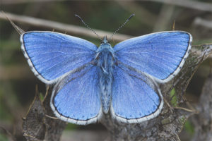  Motyl Bluebird