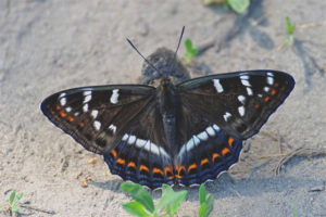  Schmetterling Lentochnik