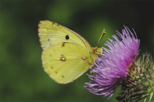  Butterfly Gliedmaßen