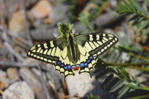  Vlinder machaon