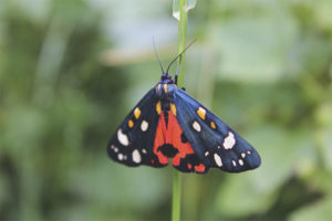  Schmetterling Bär