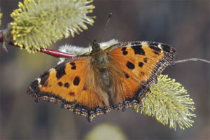  Schmetterlingsblume