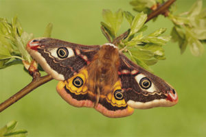  Motyl Paw