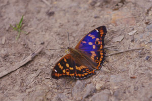  Schmetterling schillernd