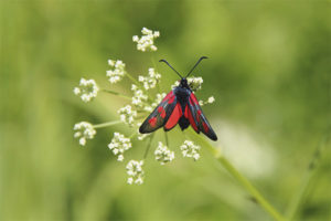  vlinder Zygaenidae