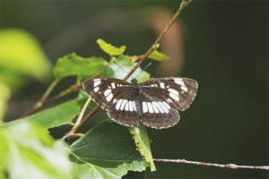  Schmetterlingsstößel