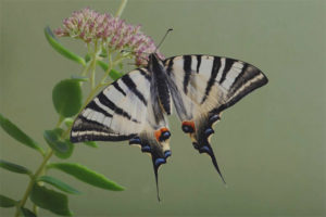  Schmetterling Schmetterling