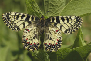  Motyl Polyxena