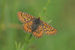  Schmetterling kariert