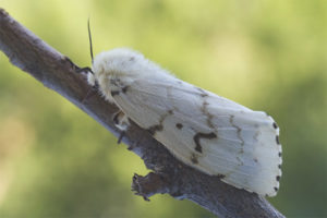  Butterfly zijderups