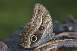  Butterfly owl