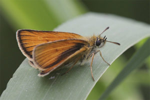  Schmetterling Dickkopf