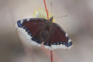  Schmetterling trauern