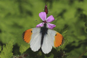  Motyl świtu