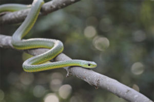  Boomslang