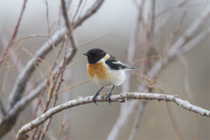  stonechat