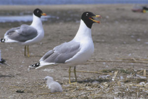  Schwarzköpfiges Lachen