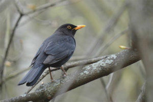  Amsel