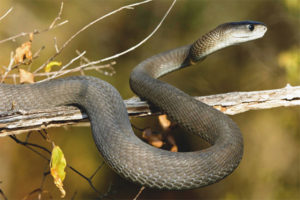  Schwarze Mamba