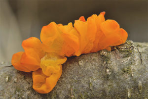  Tremella البرتقال