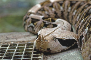  Gabun Viper