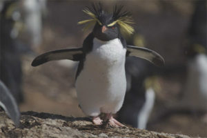  Pinguin mit Haube