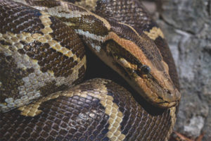  Python hieroglificzny